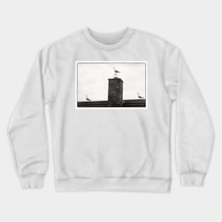 Three seagulls - Beadnell, Northumberland, UK Crewneck Sweatshirt